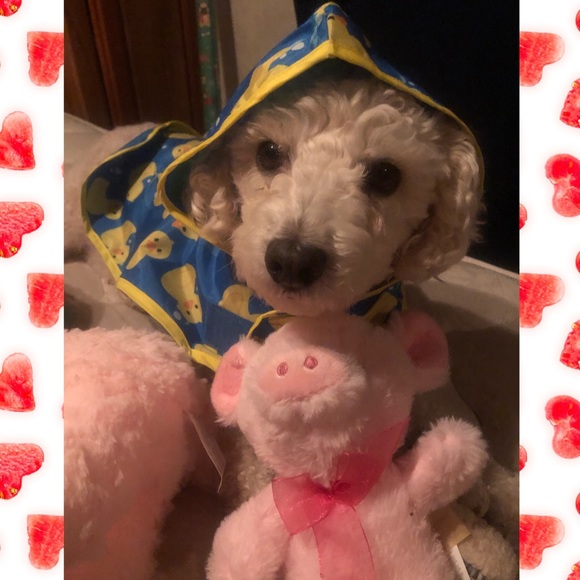 Meet Molly❤️ - Picture 11 of 16